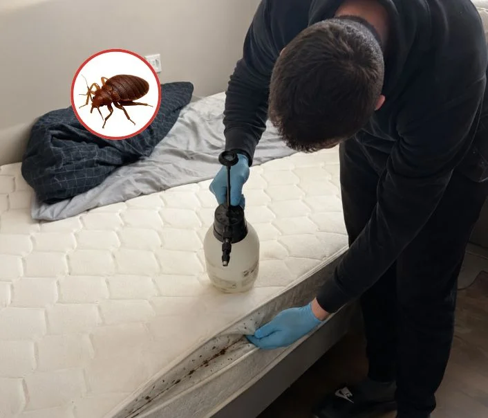 Technicien traitant un matelas contre les punaises de lit à Issy-les-Moulineaux